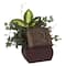 20" African Violet, Dumb Cane & Ivy in Decorative Chest